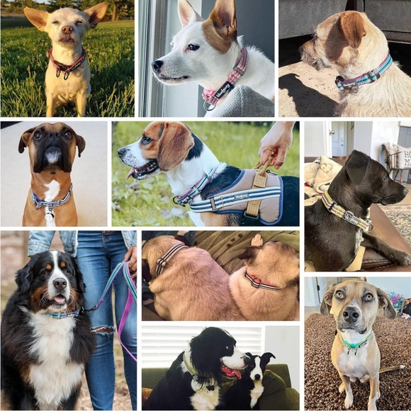 Blueberry Pet 3M Reflective Dog Collars | Adjustable Dog Collar w/Multi-Colored - Picture 9 of 11